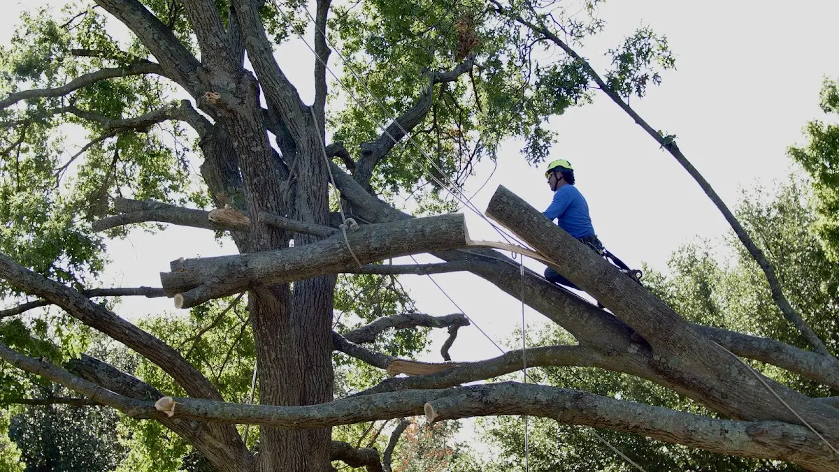 Professional Crown Thinning performed by certified arborists in Center Ossipee