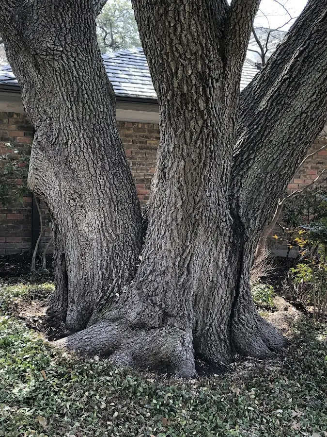 Mature heritage tree close to a Center Ossipee property cared for by certified arborists